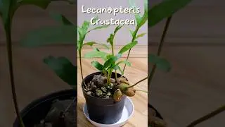 #shorts #shortvideo Леканоптерис Crustacean 🦞