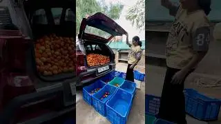 10/- kg tomato | Unexpected Harvest | Vaaradhi Farms | Organic