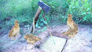 Survival Skill DIY Bird Trap Using Hole And Ax - How To Make A Bird Trap
