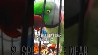 How to tame a parrot 🦜😍#parrot #pets #shorts