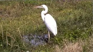 Great Blue Heron - White Phase.mpg