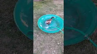 Happy duck on a hot summer day!🌞 💦🦆😁/ Наша утка в жаркий летний день радуется! 🌞🦆💦😊