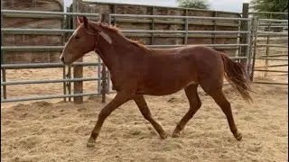 BLM Internet Adoption Pickup