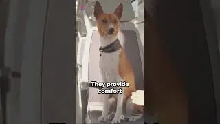 Pawsome Travel Essential Tips for Road