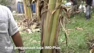 Pembesaran,pemulihan dan rawatan pisang