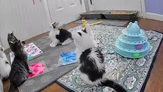Animal Crossing Kittens do their Kitten Art Project!