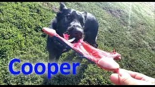 German Shepherd Cooper Overcomes Nervousness and Aggression