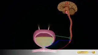 Urologie: So kontrolliert das Gehirn die Blase