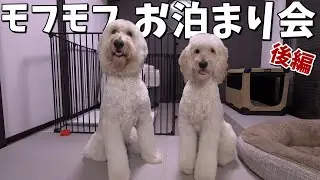 お泊まり会【後編】同じドゥードルでも全然違う！個性たっぷりな2頭に癒されました