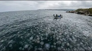 900 Million Tons of Jellyfish Devastated the Black Sea: The Aftermath 35 Years Later