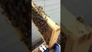 Inspecting a hive for my legends  #beekeeping #beekeeper #legendsonly