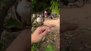 Collaret Falconet​ Falcon