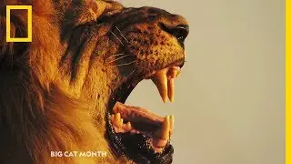 Big Cat Month | Du 3 au 24 f&eacute;vrier