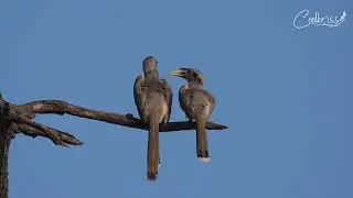 Indian gray hornbill