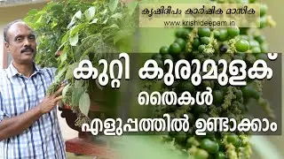 കുറ്റി കുരുമുളക്  തൈകൾ   എളുപ്പത്തിൽ ഉണ്ടാക്കാം