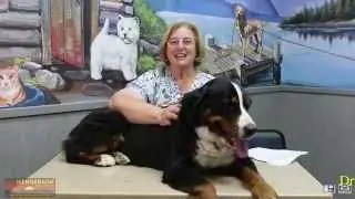 Best Veterinarian In Ahwatukee - Dr. Linda Elliot, DVM