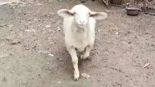 pune me agaye Cheap rate me bannur mende quality sheep at crystal Goat farm