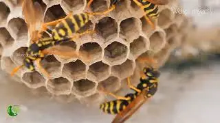 Home of The Wasp insects at the Nature @PrithviMitr #earth #nature #wasp #insects