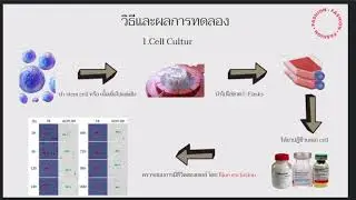 Characterization of Human Mesenchymal Stem Cells