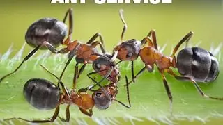 Ant Video : Ant Control Service Video