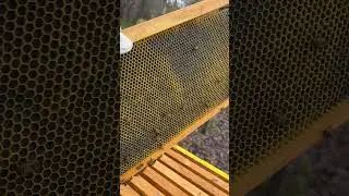Amazing cleaning job. #countryliving #beekeeper #bee #heybabe #bees #honeybee