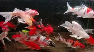 Unboxing Ikan Hias Warna Warni, Ikan Mas Koki, Ikan Oscar, Ikan Cupang, Ikan Lele, Ikan Glofish