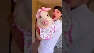 My lil&rsquo; pig-ster Daisy was NOT lip lickin&rsquo; impressed😆🍑 #animalshorts #babyanimal #animalhumor #pig