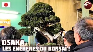 ENCH&Egrave;RES BONSA&Iuml; PROFESSIONNELLES - OSAKA - JAPON 🇯🇵 NEJIKAN BONSAI 🇯🇵