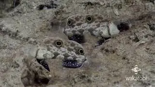 Twin-spot Signal Goby at Wakatobi