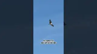 #birdjoy keeping pace with #osprey #birdnerd #birds #beach #music thanks to @NightbirdeMusic