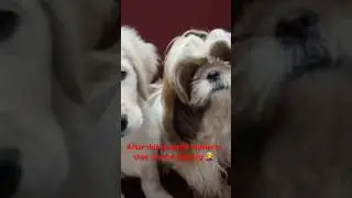 #Dogs #Pets #DogVlog #CuteDogs #ShihTzu #GoldenRetriever #CocoAndNoor #Shorts