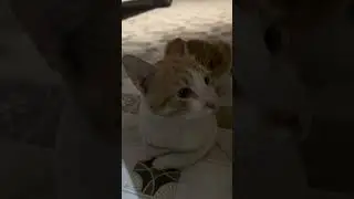 #العراق #shorts #instagram #snapchat #cat #cutecat #cute #comedy #cricket #cutebaby #cartoon #video