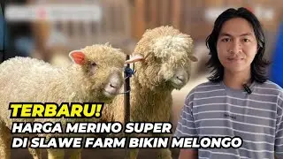 Terbaru: Harga Domba Merino Super Di Slawe Farm | @AGROTV9 
