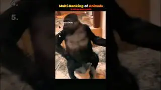 Animals multi-ranking🐕
