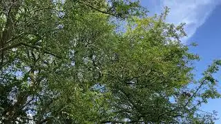 Mistletoe growing on Common hawthorn - August 2023