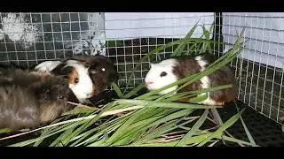 Guinea Pigs Eating Grass, Crested American, Local American, Abyssinian, Peruvian and Sheltie, Yanski