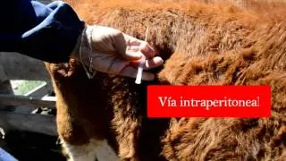 FLUIDOTERAPIA EN BOVINOS ultimo