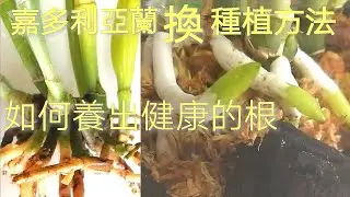 嘉多利亞蘭花後處理 空心水苔球種植 如何養出健康漂亮的根19/8/2020