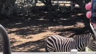 Malibu Safari Wine tour
