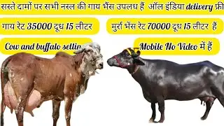 9982968303☎️/cow buffalo selling starting price 35000 all India delivery free ki jati hai order Kare