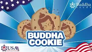 BUDDHA COOKIE - BUDDHA SEEDS-