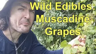 Foraging Wild Edibles - Muscadine Grape - Florida's Edible Plants