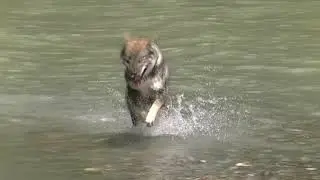 仁淀川ではしゃぐ四国犬しゅうと君