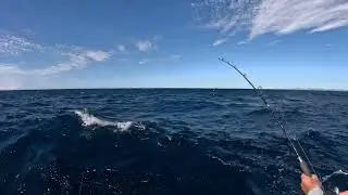 Snapper Fishing Jigging vs Float Lining Who Catches The Biggest Fish?