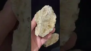 佛羅里達-方解石結晶貝~蛾螺(Busycon rucksorum)~更新世早期~地球的古老記憶