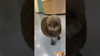 The Weekly Pawcast n&deg;35