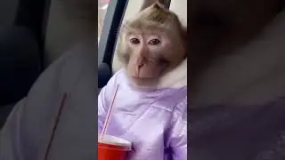 MONKEY HAS BEEN GOING VIRAL ON THE INTERNET FOR HIS WILD PERSONALITY😭