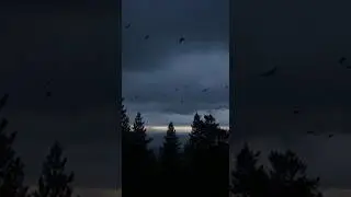 At Nightfall Everything Awakens🎧🎥#nightfall#dusk#nightforest#nightfootage#wildlife#earthpix#bluehour