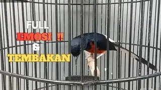 FULL EMOSI & TEMBAKAN MURAI BATU RUMAHAN