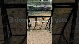 3 Door Hog trapping Gate #pigs #hogs #texaswildhogs